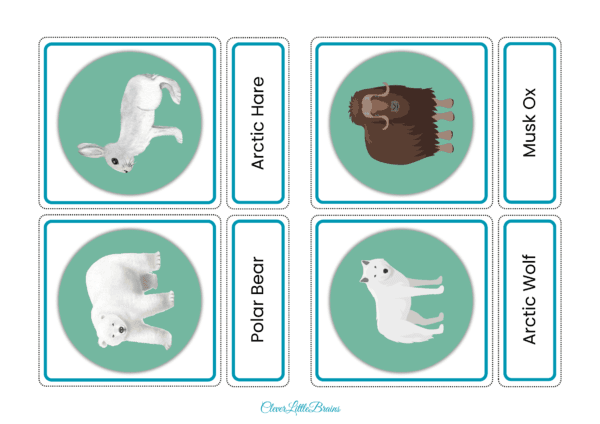 Arctic Animals Flashcards | Polar Animal Names With Pictures In English | Polar Animals For Kids - Image 3