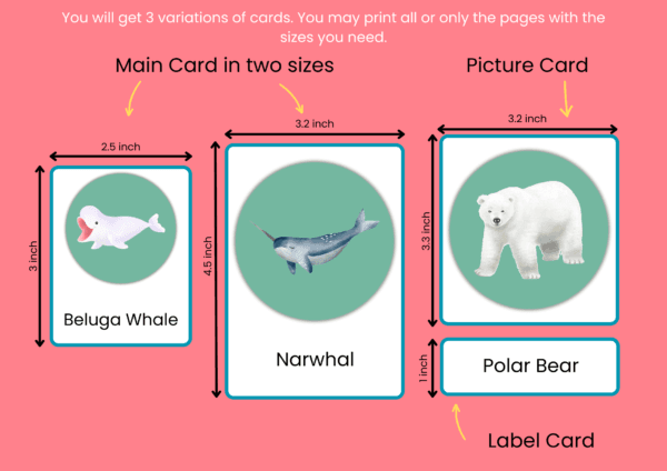 Polar Animal Names With Pictures