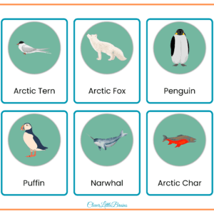 Arctic Animals Flashcards - Polar Animal Names With Pictures