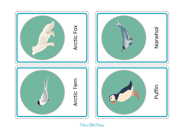 Arctic Animals Flashcards | Polar Animal Names With Pictures In English | Polar Animals For Kids - Image 4