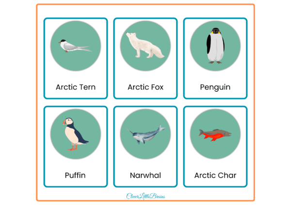 Arctic Animals Flashcards - Polar Animal Names With Pictures
