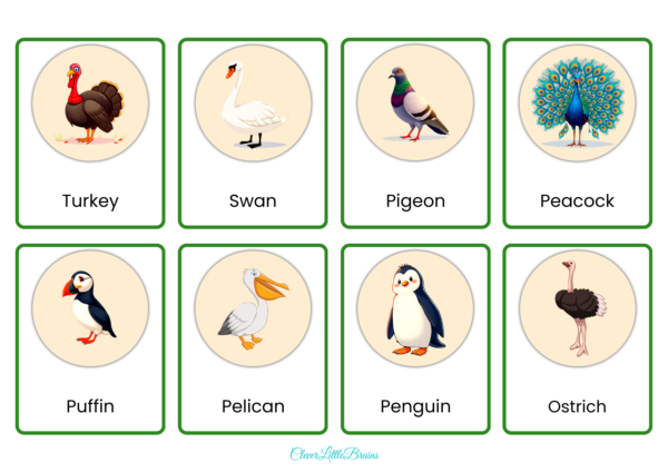 List Of 32 Bird Names And Pictures In English | Birds Flashcards For Kids  | Montessori Themed Learning - Image 2