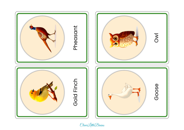 List Of 32 Bird Names And Pictures In English | Birds Flashcards For Kids  | Montessori Themed Learning - Image 4