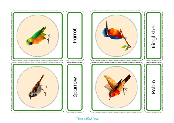 List Of 32 Bird Names And Pictures In English | Birds Flashcards For Kids  | Montessori Themed Learning - Image 5