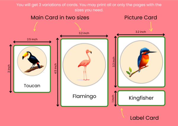 Birds Names With Pictures For Kids