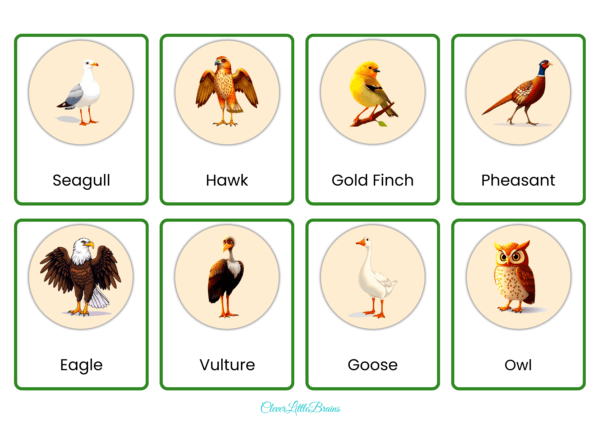 List Of 32 Bird Names And Pictures In English | Birds Flashcards For Kids  | Montessori Themed Learning - Image 3