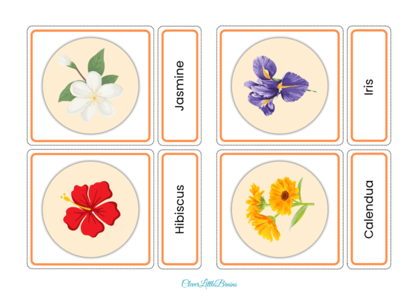20 Flowers Names And Pictures In English | Flower Flashcards For Preschool/Kindergarten Kids | Montessori Activity - Image 5