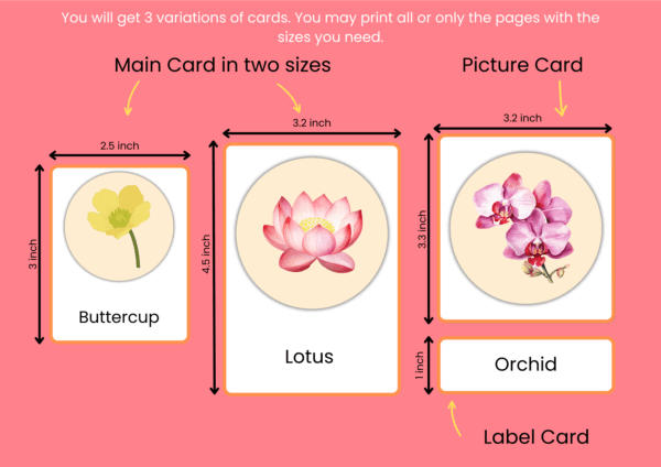 20 Flowers Names And Pictures In English | Flower Flashcards For Preschool/Kindergarten Kids | Montessori Activity - Image 2