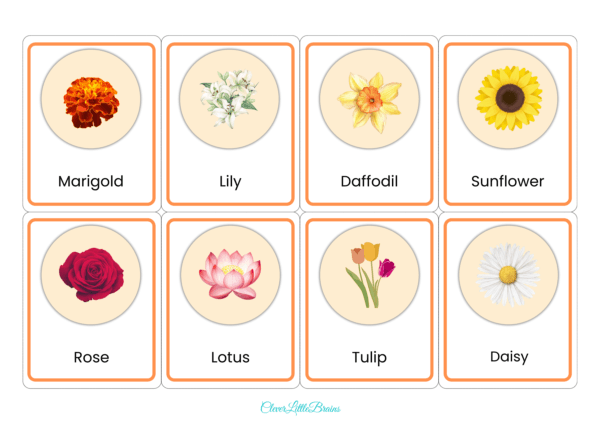 20 Flowers Names And Pictures In English | Flower Flashcards For Preschool/Kindergarten Kids | Montessori Activity - Image 3