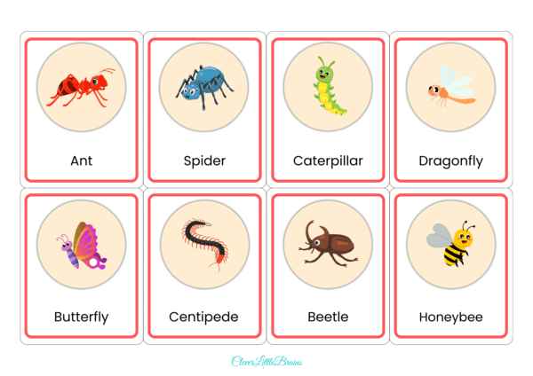 Insects Flashcards For Kids | Insects Names With Pictures In English | Montessori Learning | List Of Insects Names - Image 2