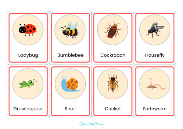 Insects Flashcards For Kids | Insects Names With Pictures In English | Montessori Learning | List Of Insects Names - Image 6