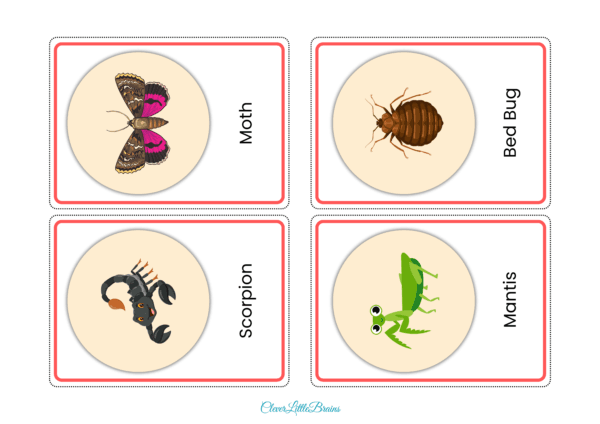 Insects Flashcards For Kids | Insects Names With Pictures In English | Montessori Learning | List Of Insects Names - Image 3