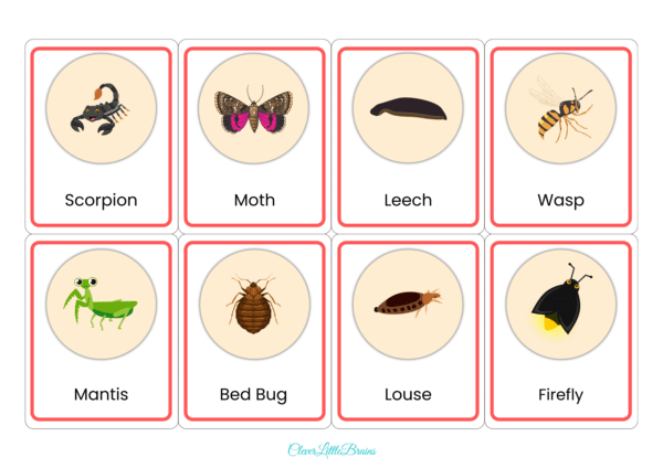 Insects Flashcards For Kids | Insects Names With Pictures In English | Montessori Learning | List Of Insects Names - Image 5