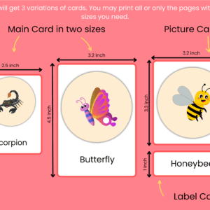 Insects Names Flashcards With Pictures In English -Vocabulary