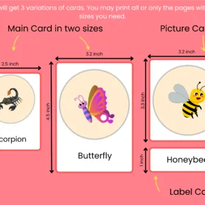 Insects Names Flashcards With Pictures In English -Vocabulary