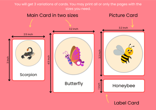 Insects Names Flashcards With Pictures In English -Vocabulary