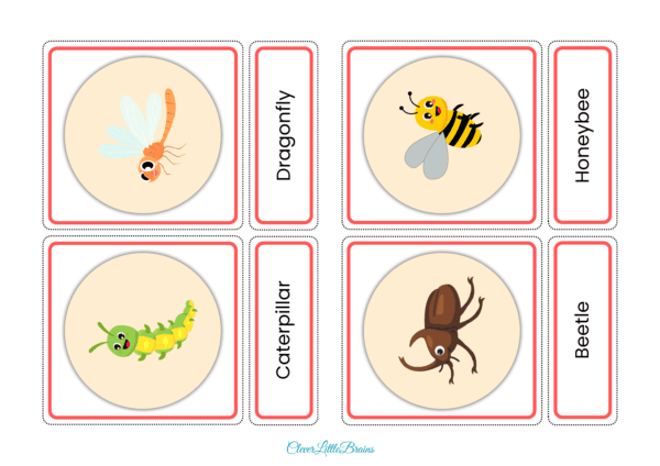 Insects Flashcards For Kids | Insects Names With Pictures In English | Montessori Learning | List Of Insects Names - Image 4