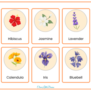 List of Flowers Names For Kids (1)